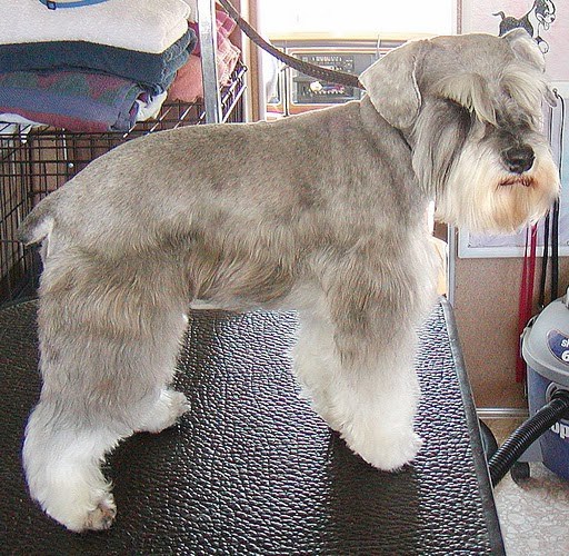 Mikey - Mini Schnauzer