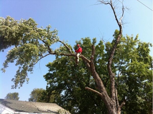 jake's tree service reviews