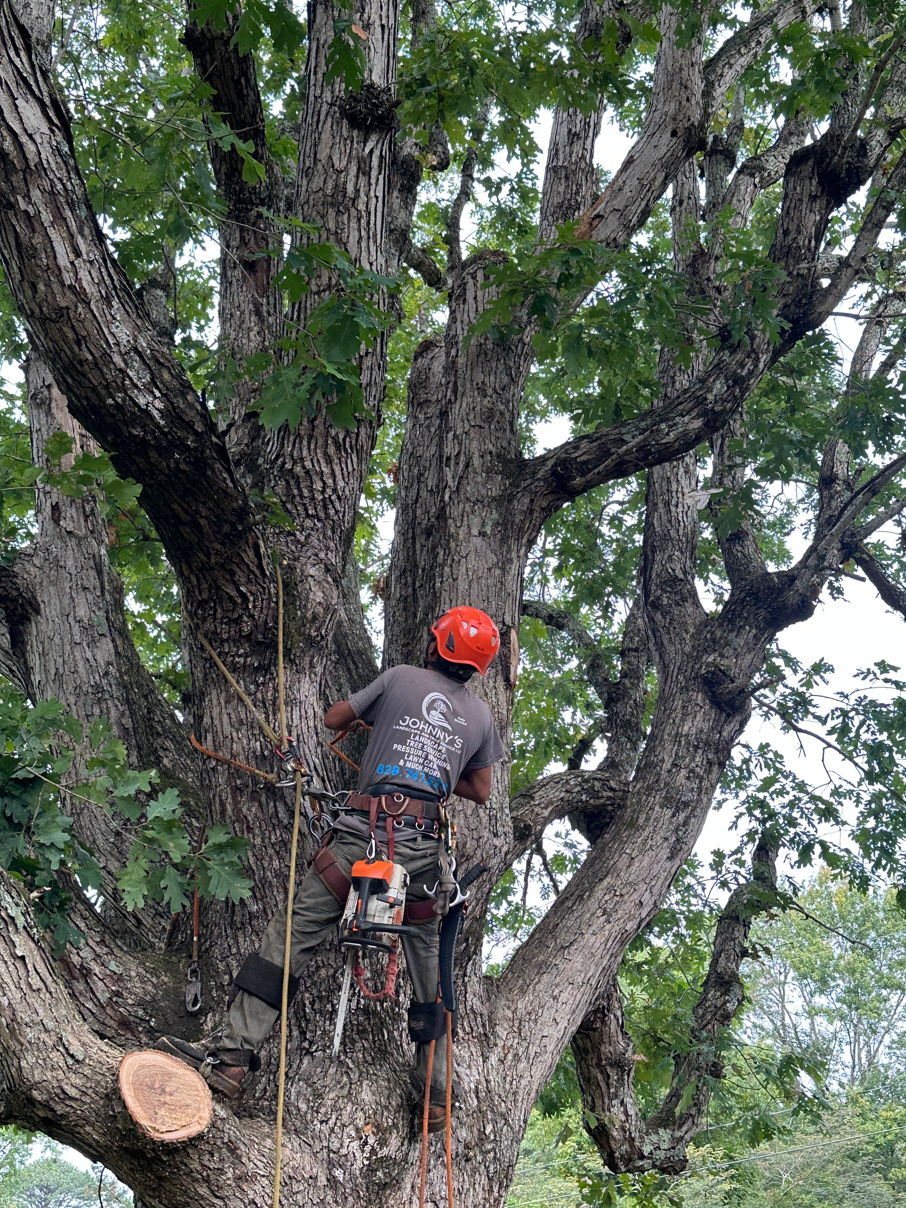 Avatar for Johnny's Landscape and Tree Service