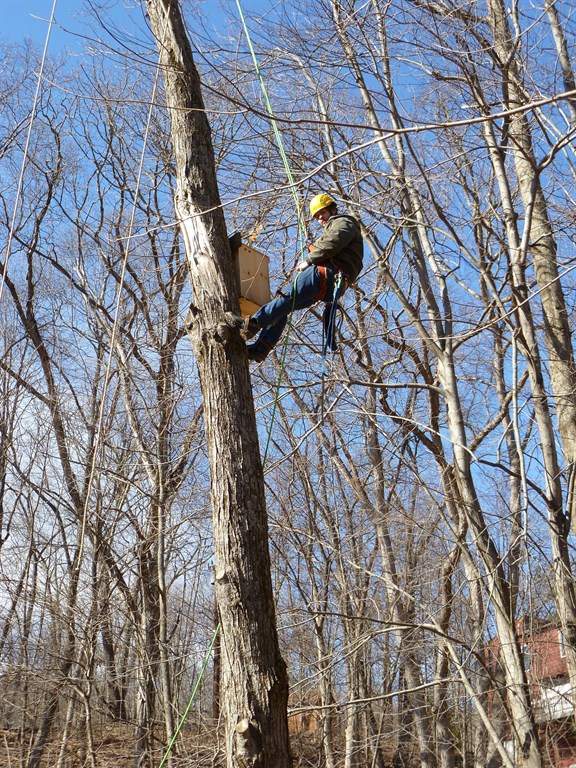 Tree climber 