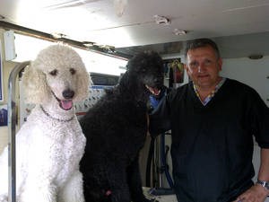 Standard Poodle 