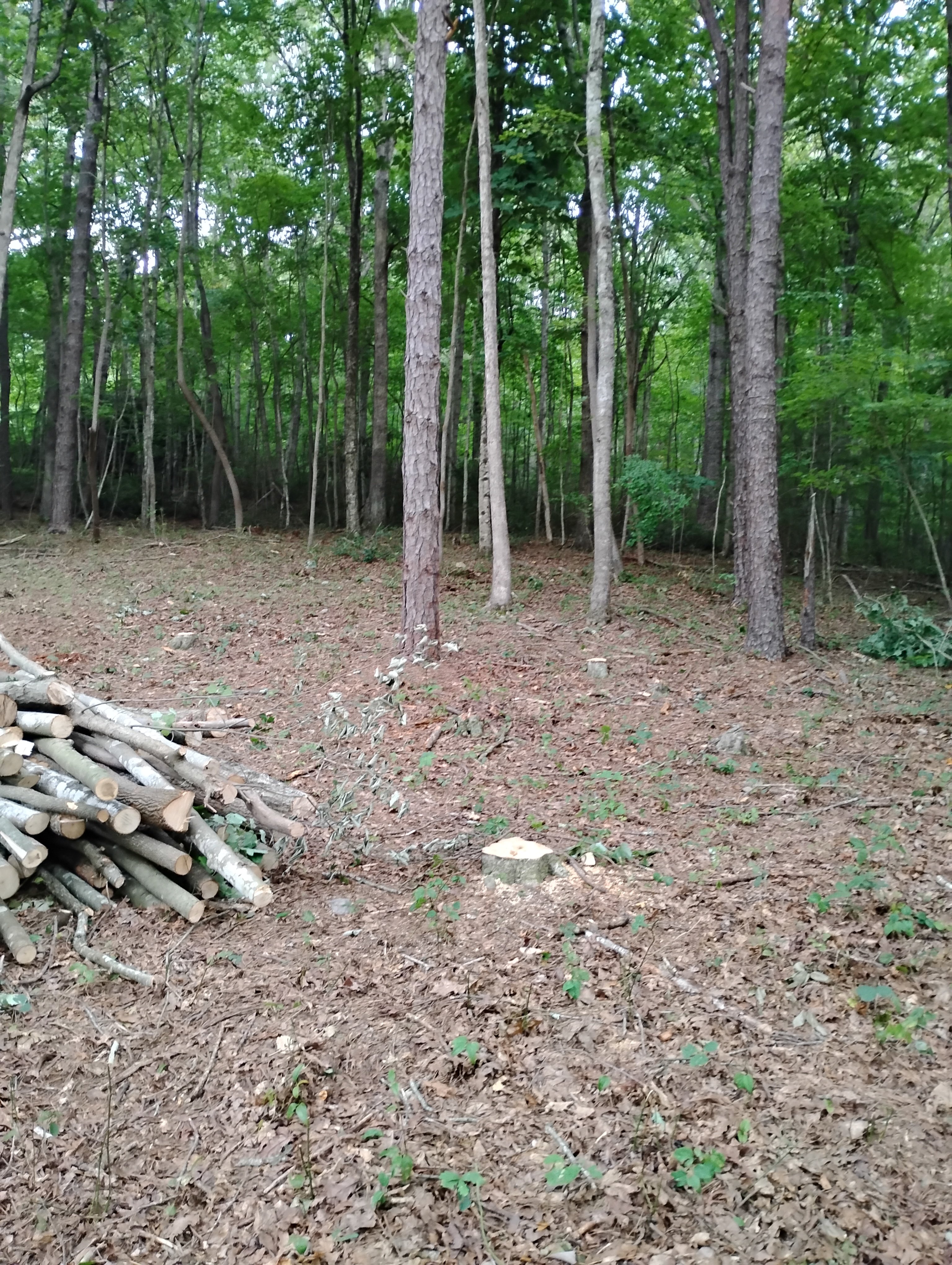 Avatar for 2 aces with an axe