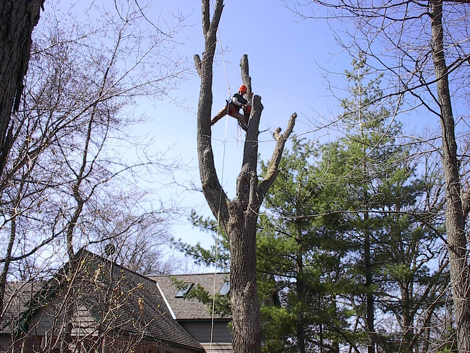 Avatar for NORTHERN TREE SPECIALISTS