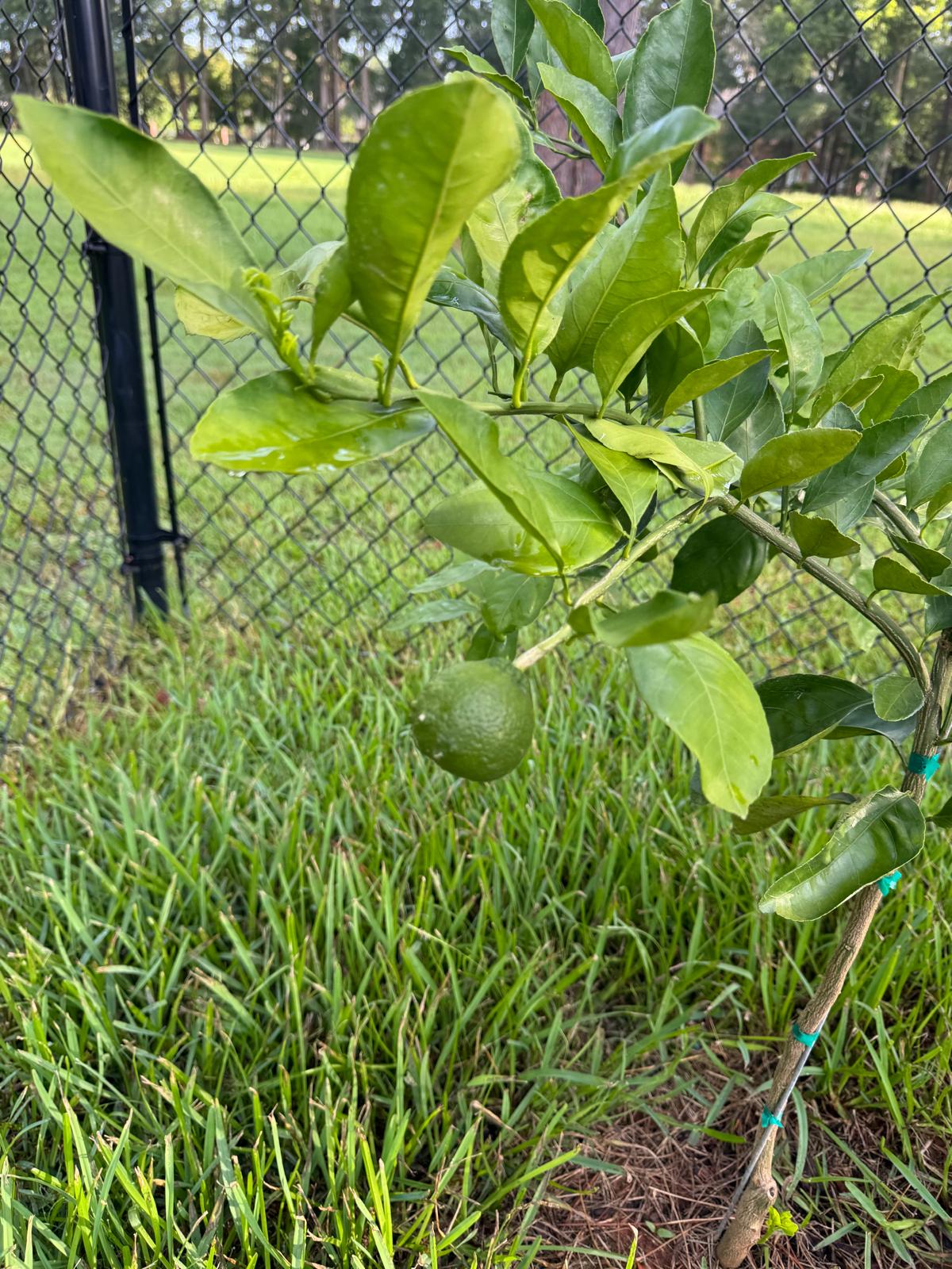 Avatar for Fresh Ground