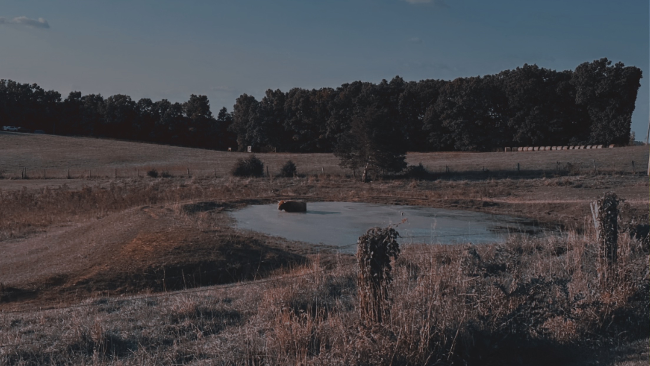 Avatar for Lilli Conner