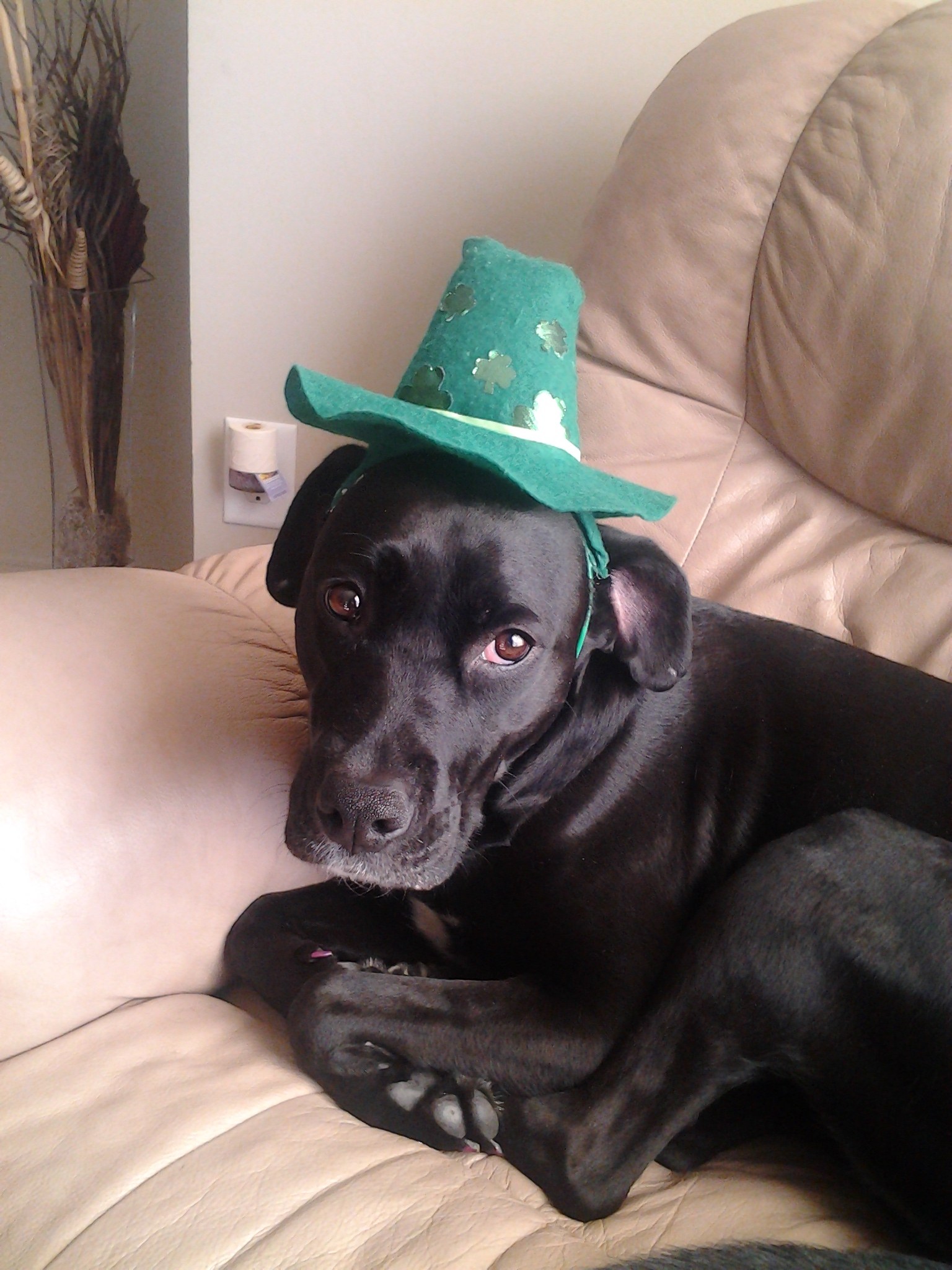 Logo for Comfortable Pets