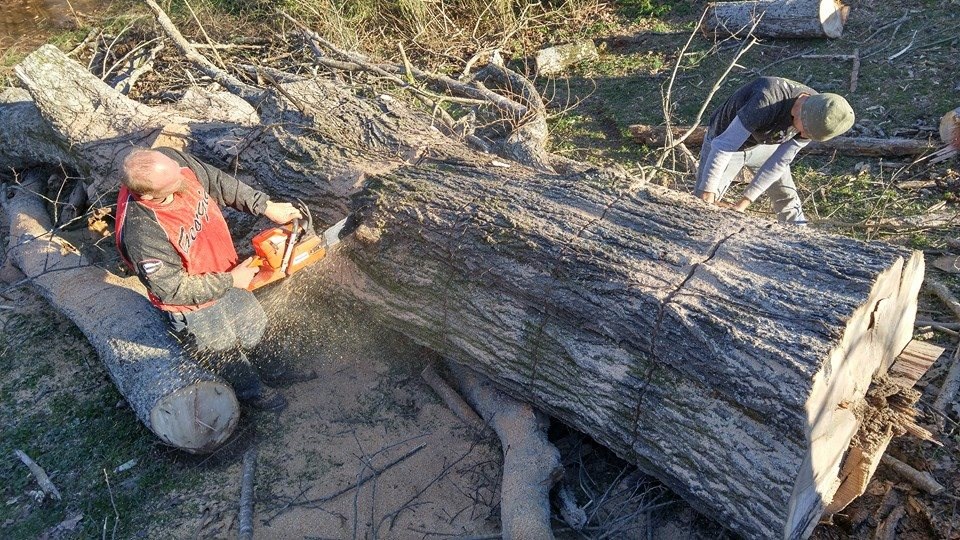Travis cutting very large fallen tree