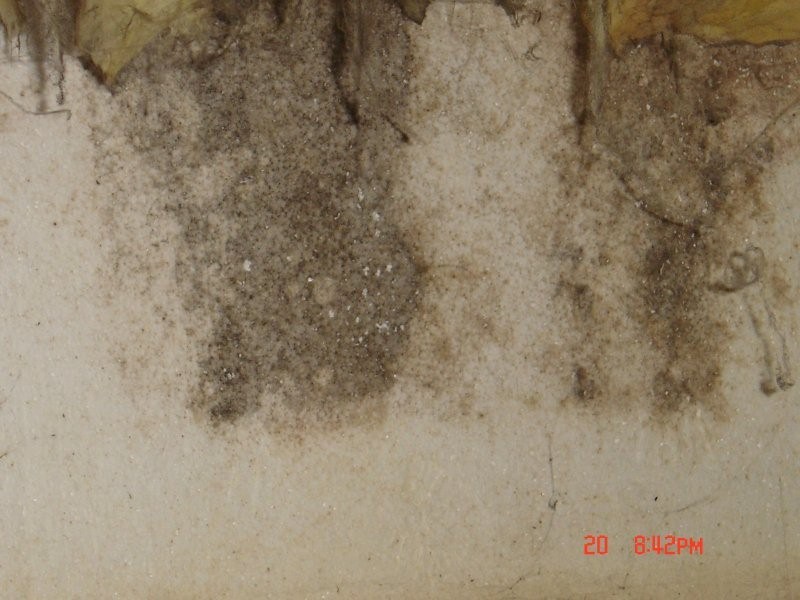 Mold Damage