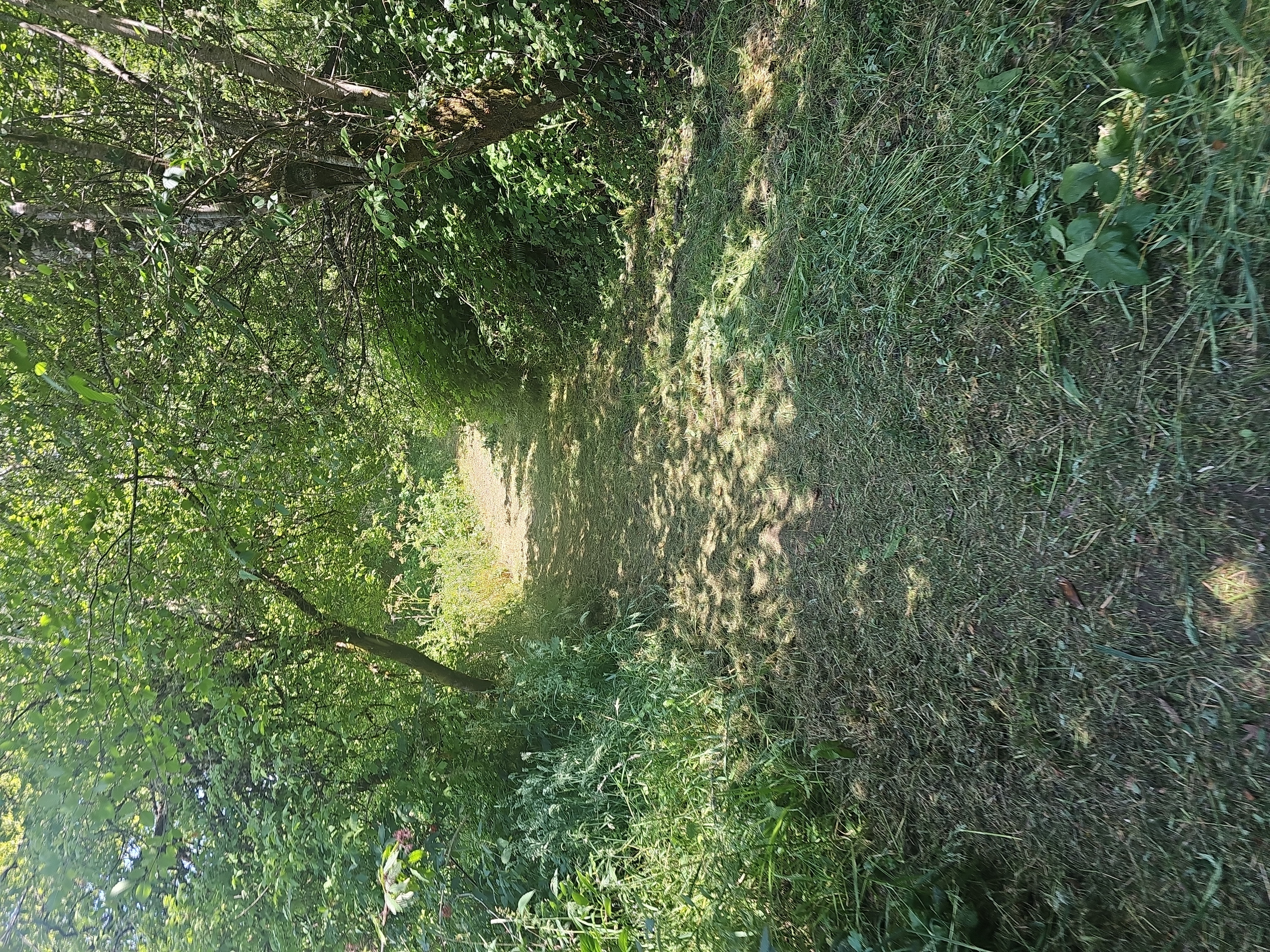 Avatar for Mari cleaning