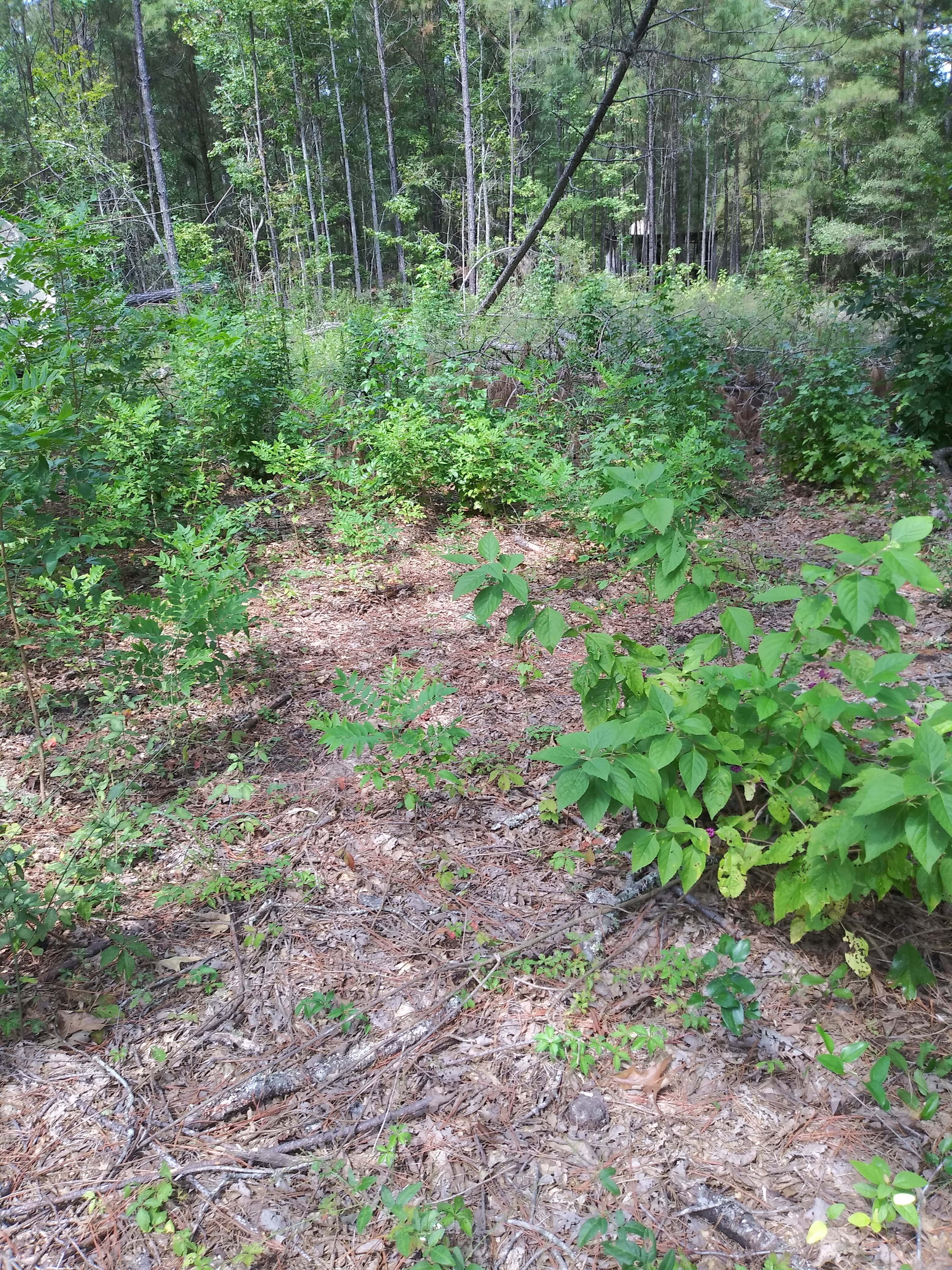 Avatar for Primetime services