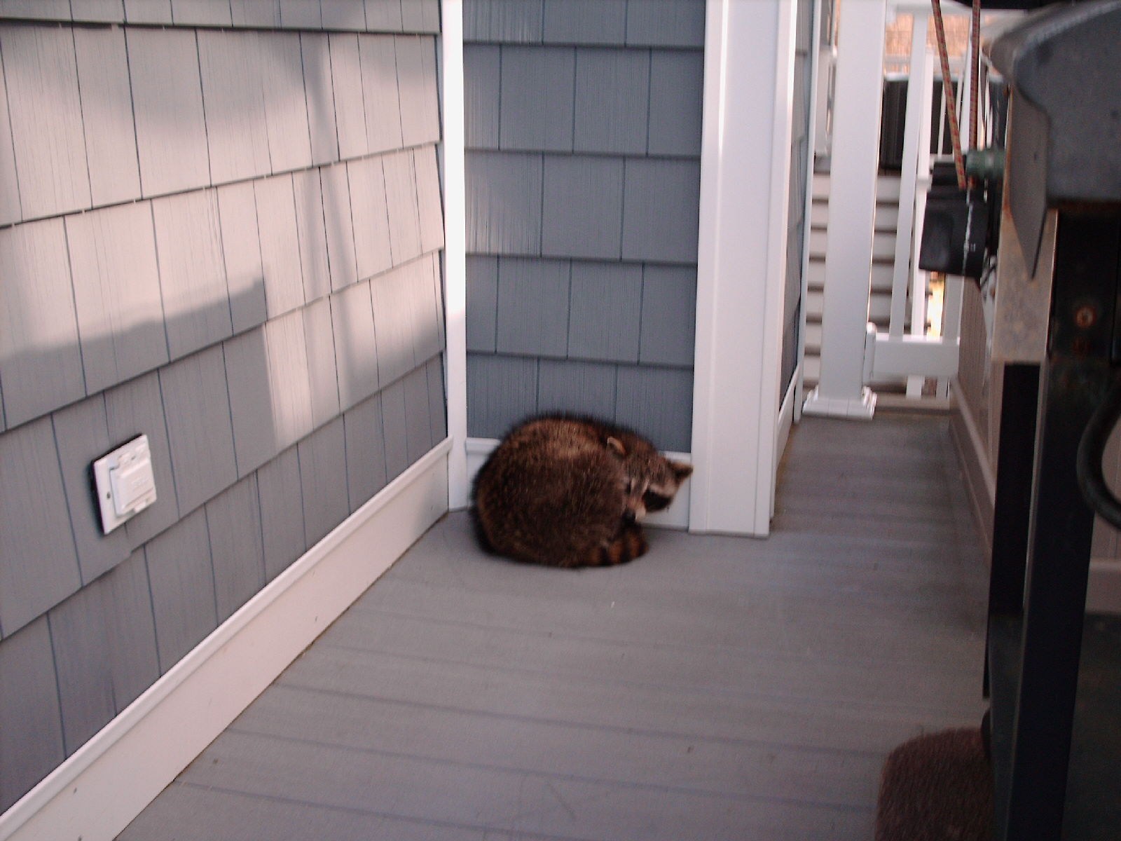 Avatar for Big Bear Wildlife Control LLC