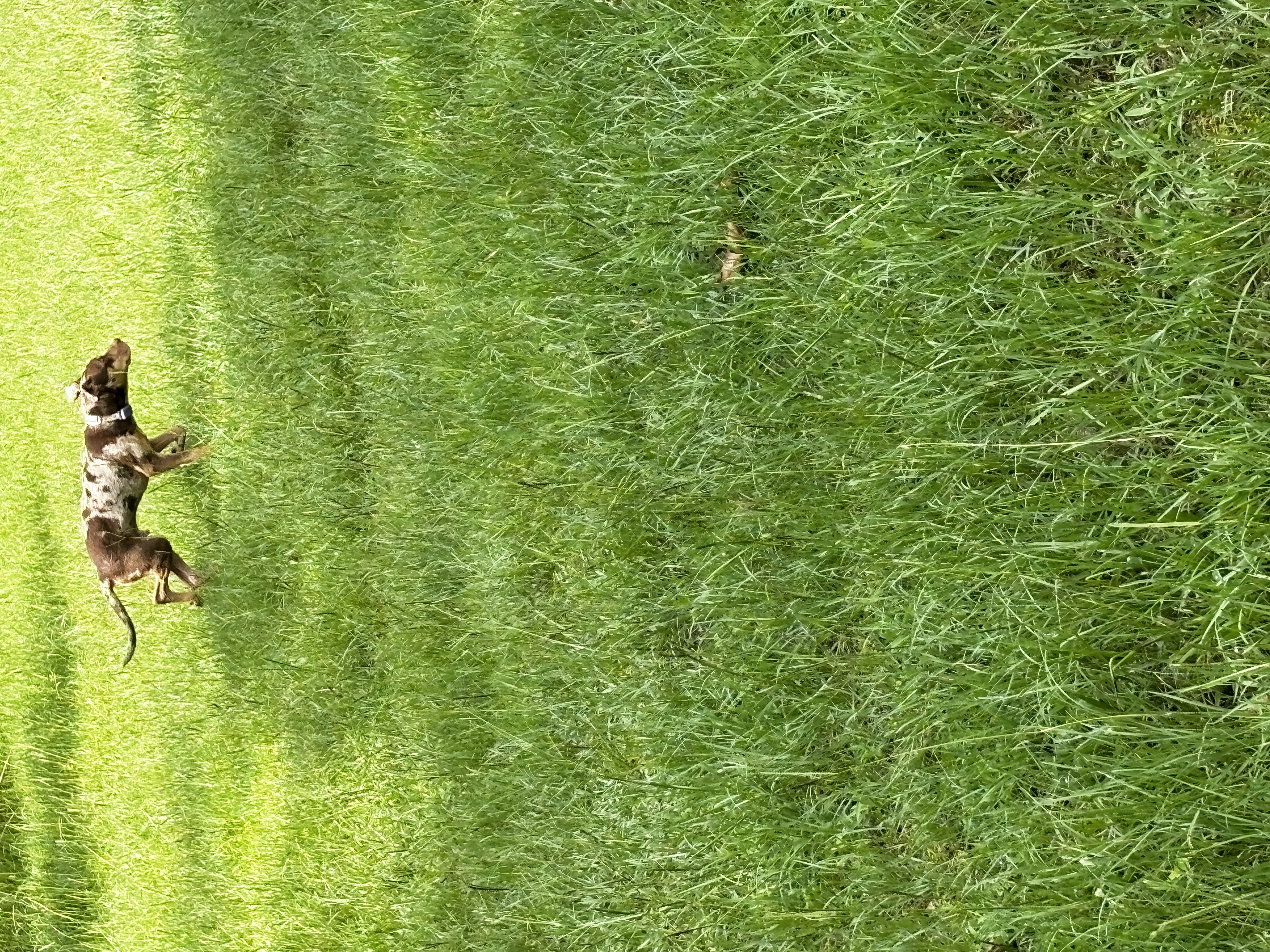 Avatar for Cleaning gutter