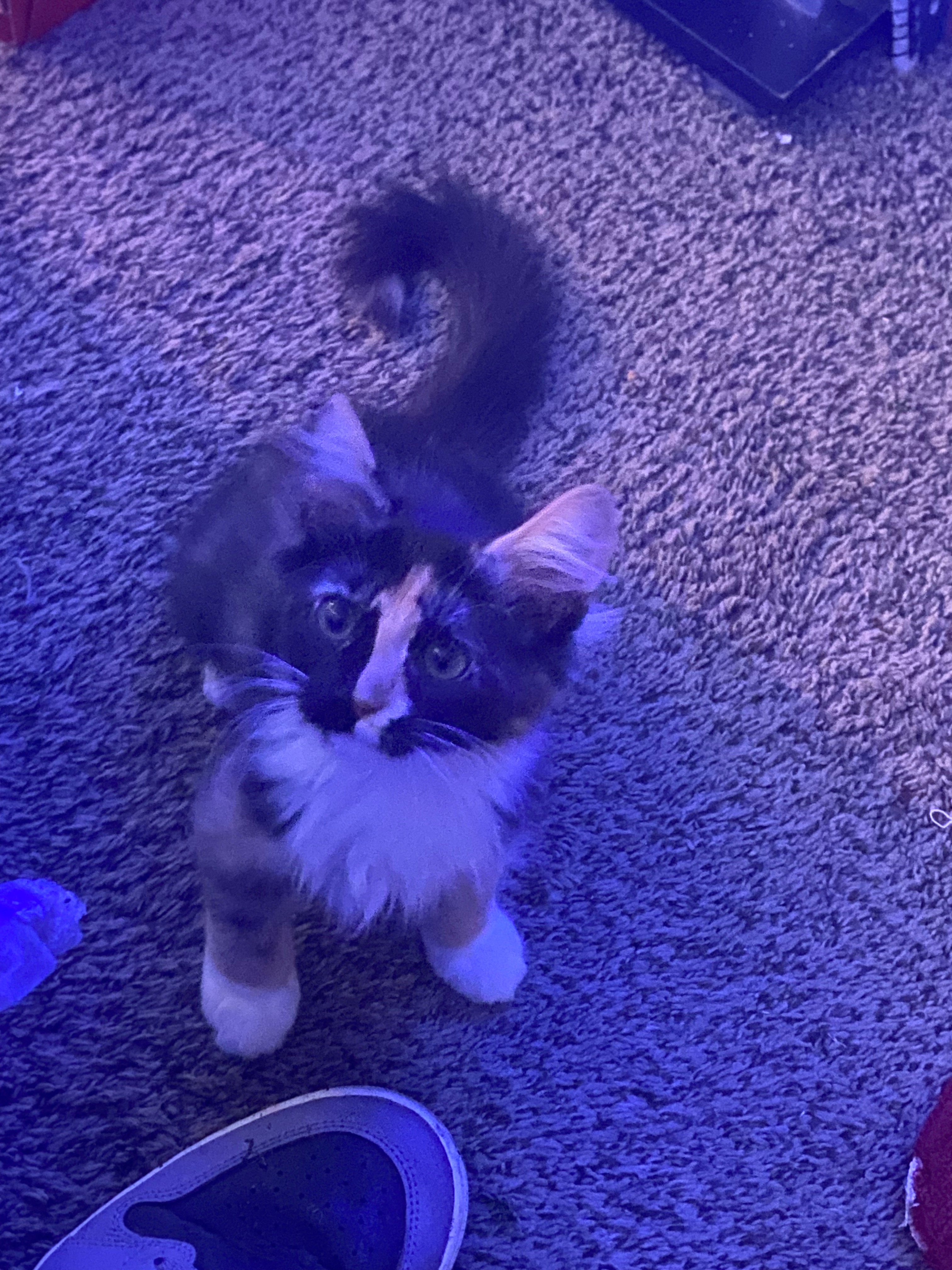 Avatar for Ruggadug dug carpet cleaning service