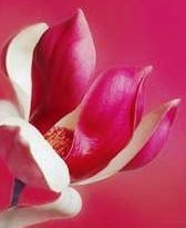 Lake Zurich Florist logo
