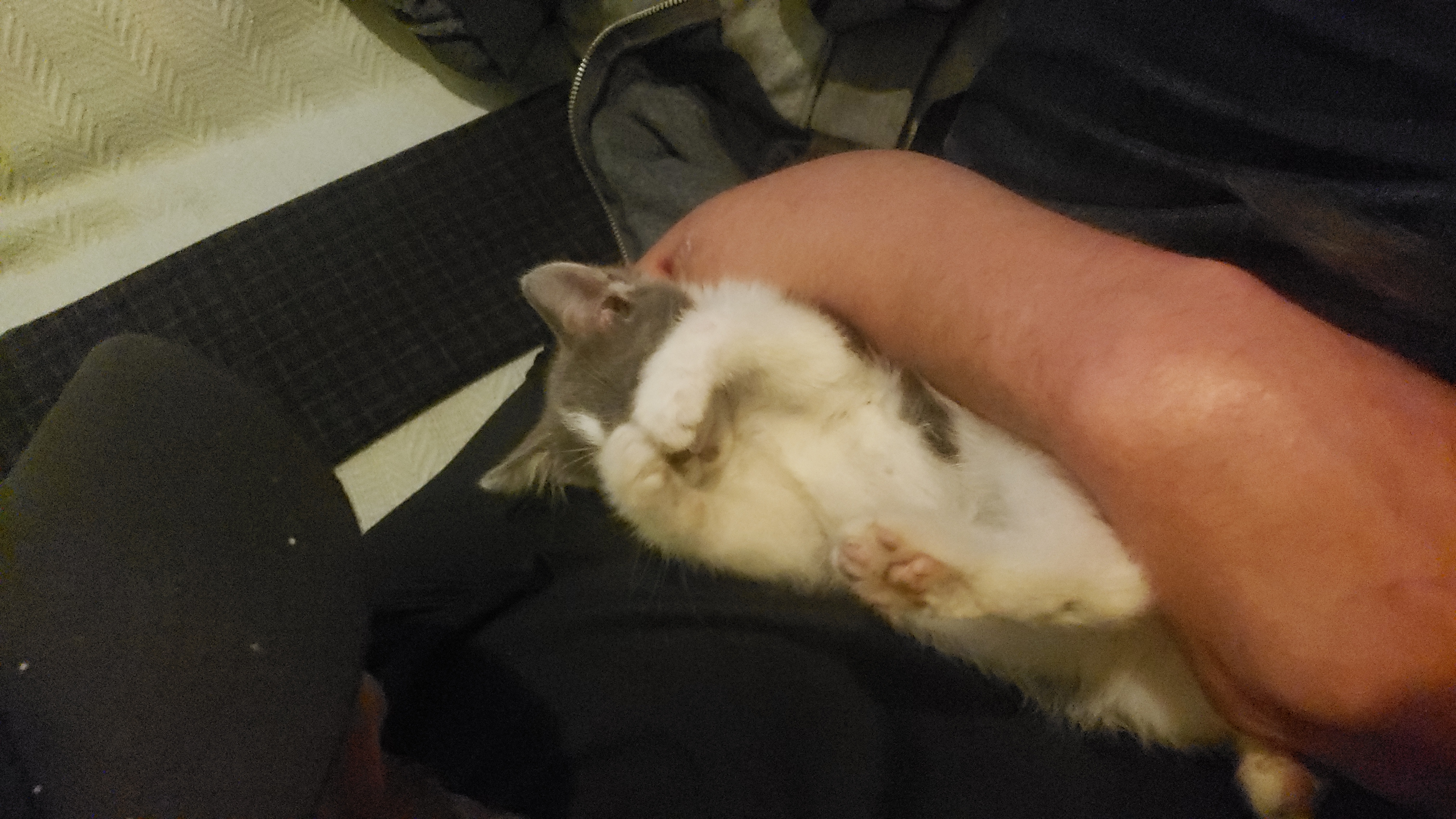 Avatar for SPIN CLEAN💫