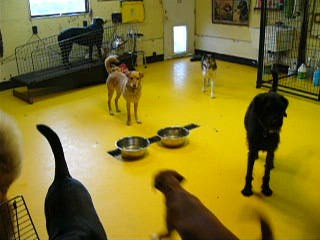 Dog Room