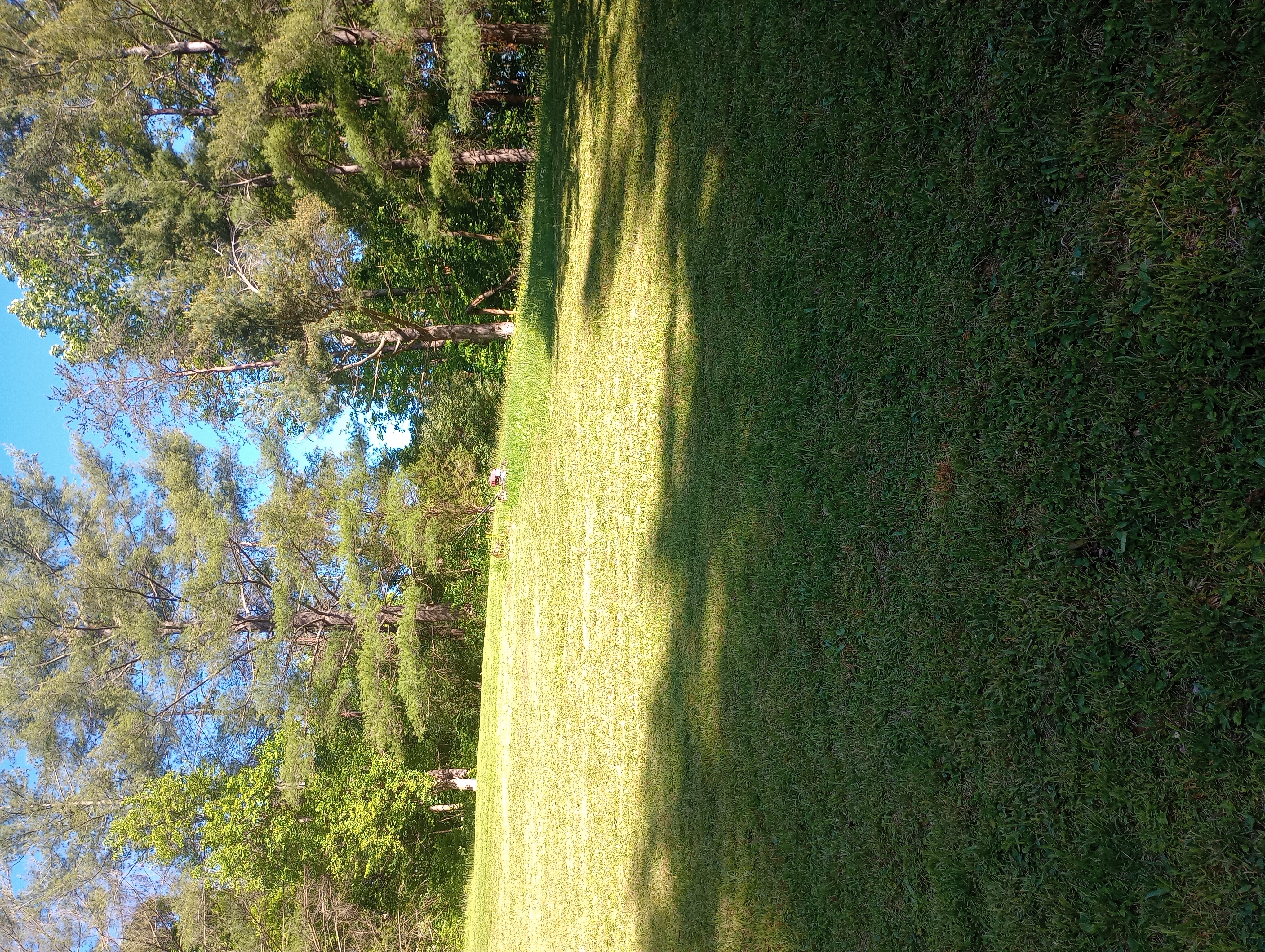 Avatar for Pierce Lawn care 