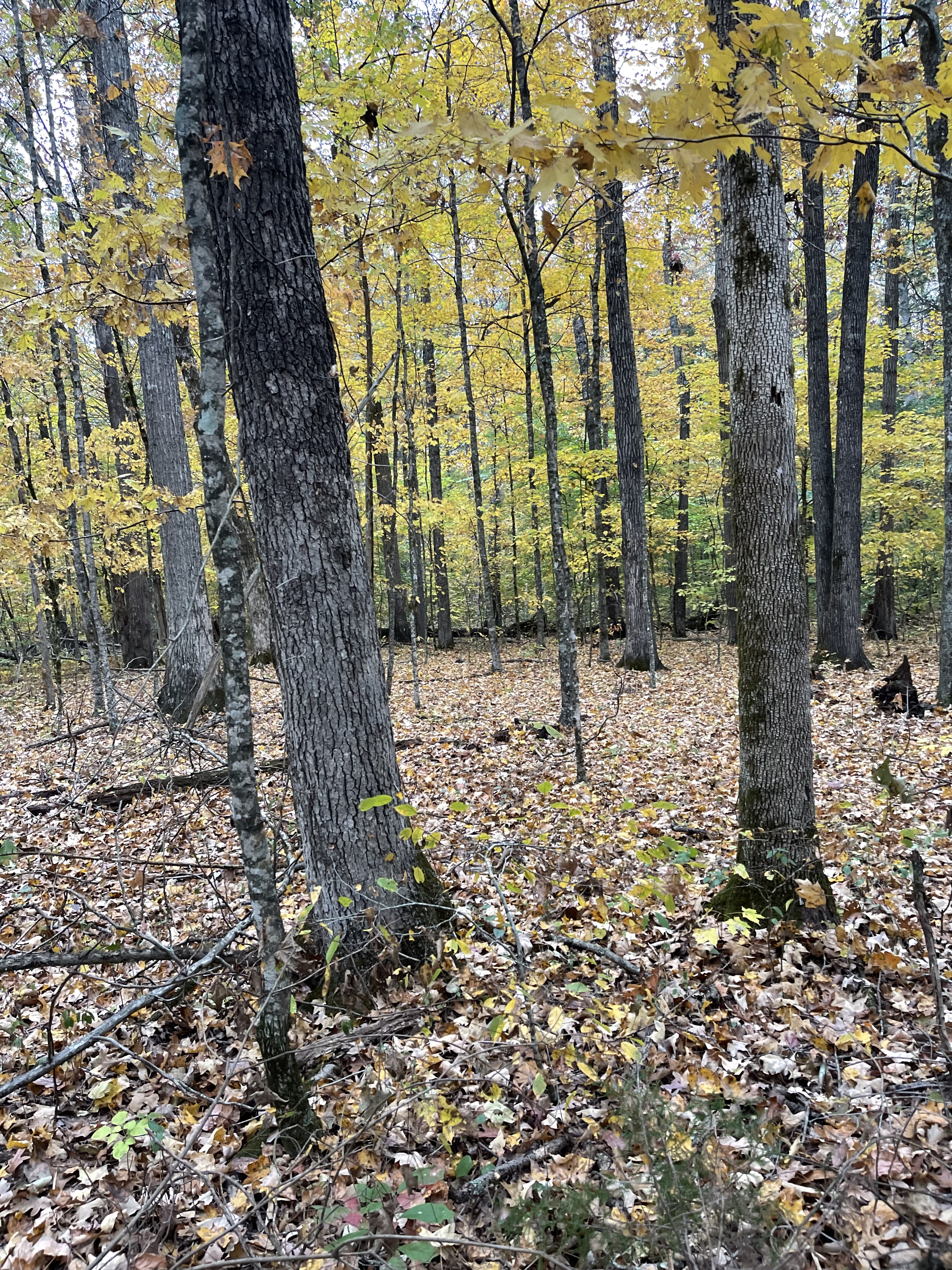 Avatar for bolts and coats