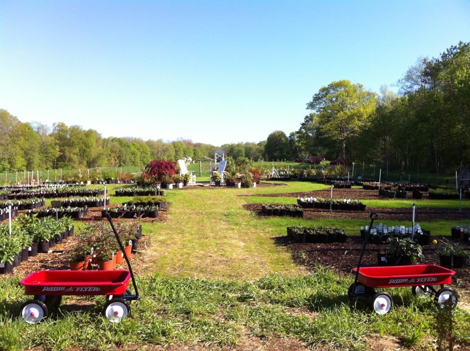 Everything Botanical Nursery
