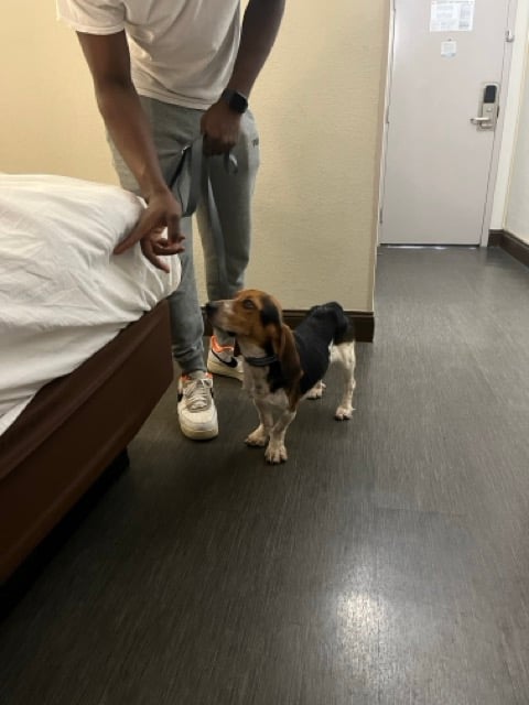 Avatar for Tristate Bedbug Dogs