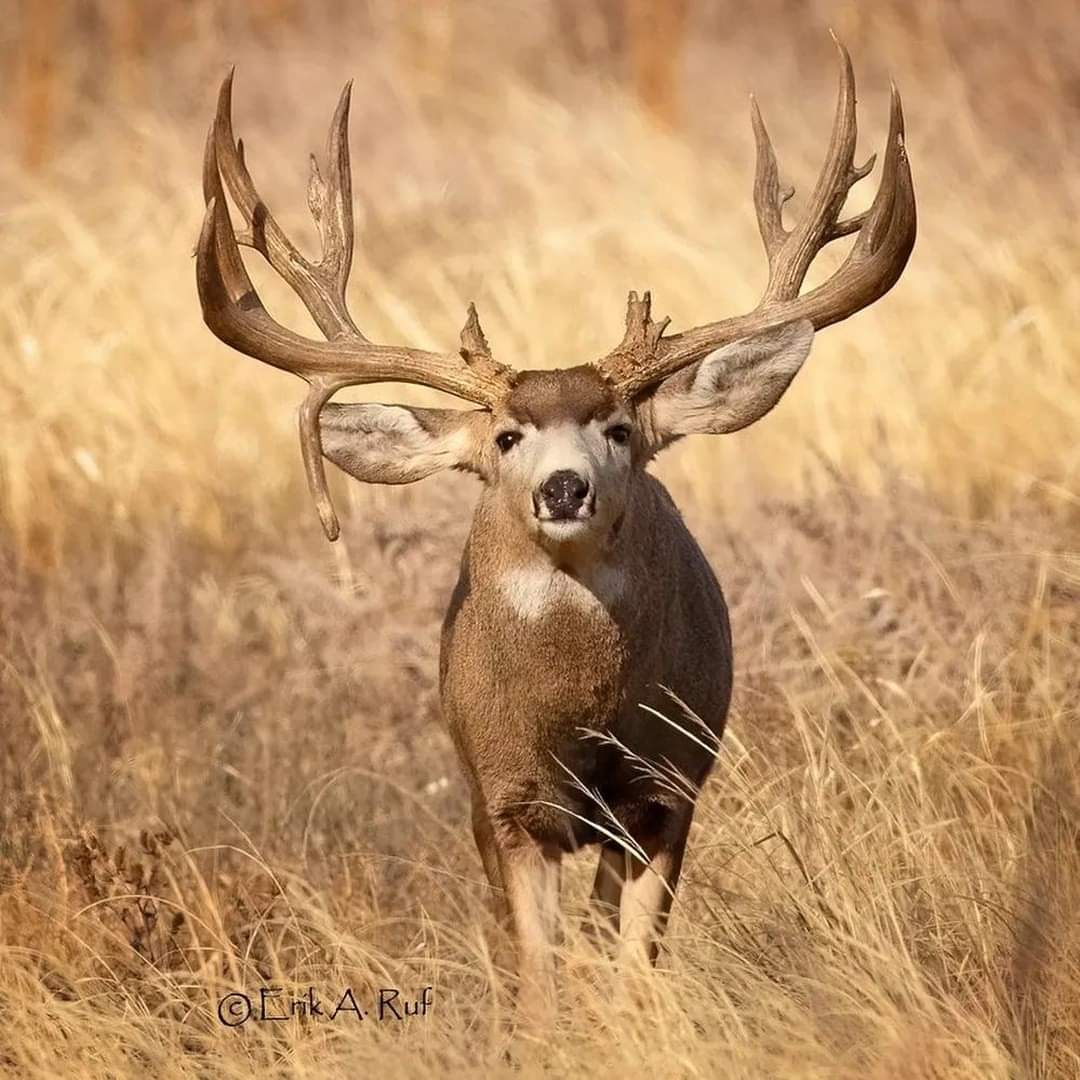 Avatar for Long Tines Painting 