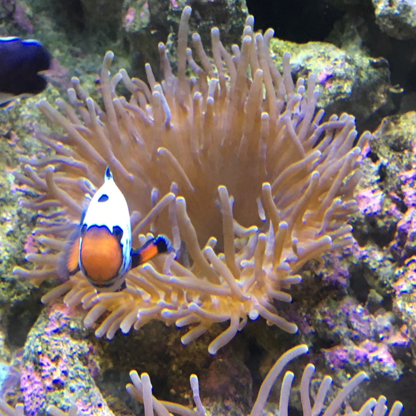 Avatar for Everything Fish