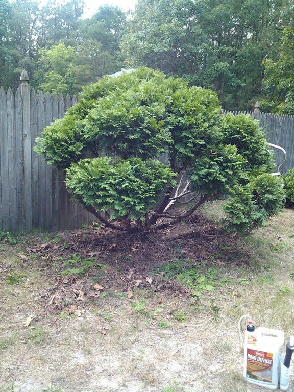 This is before we shaped the tree