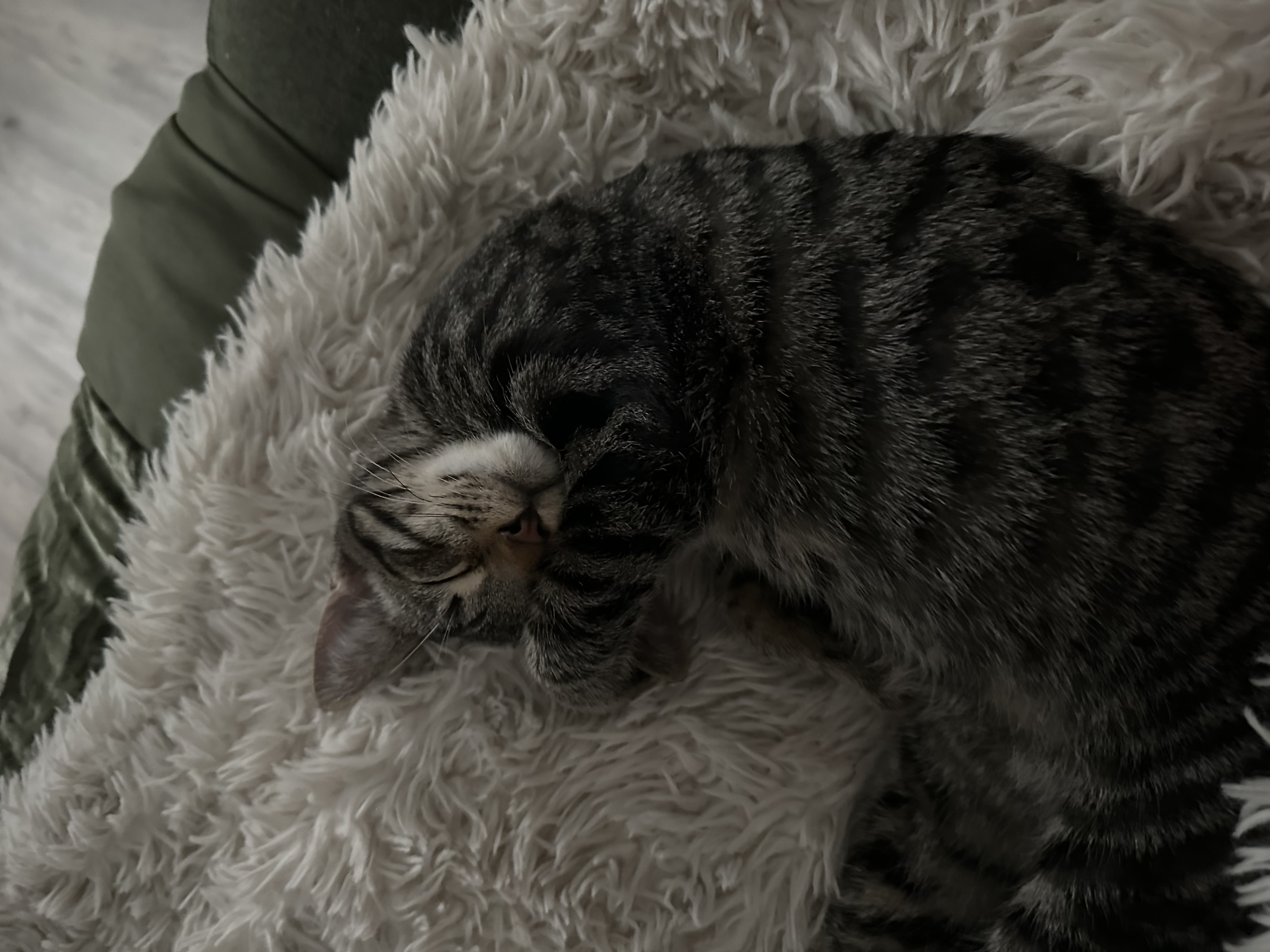 Avatar for Frankie Alanis