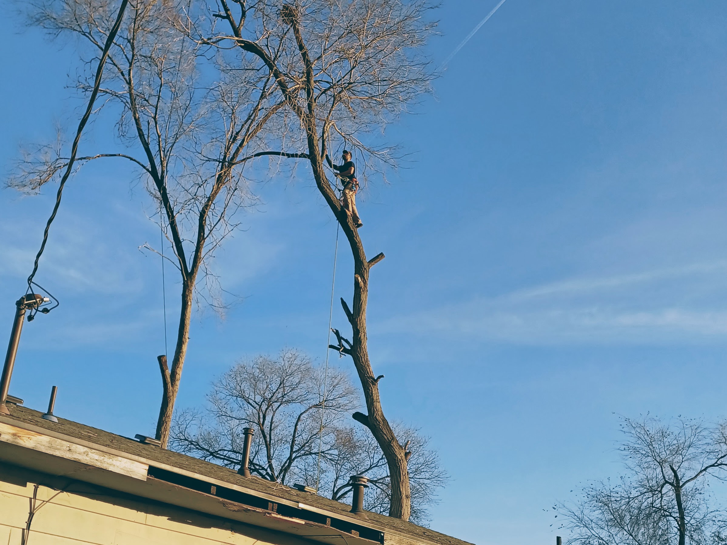 Avatar for Z n Cs Trees