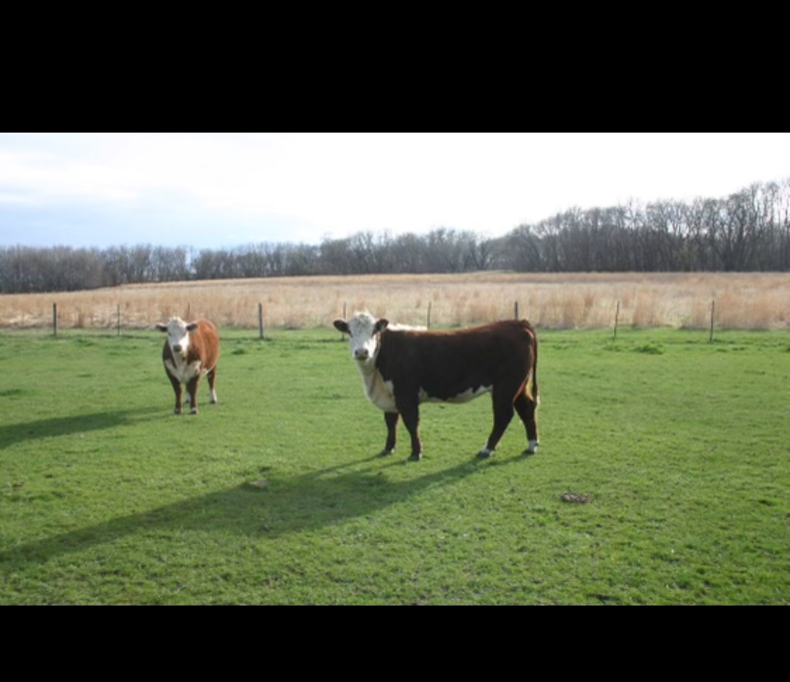 Avatar for Cardenas Mowing 