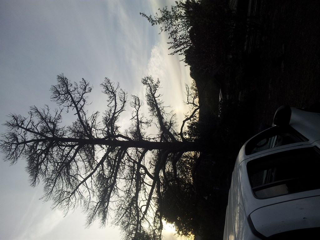 Pine