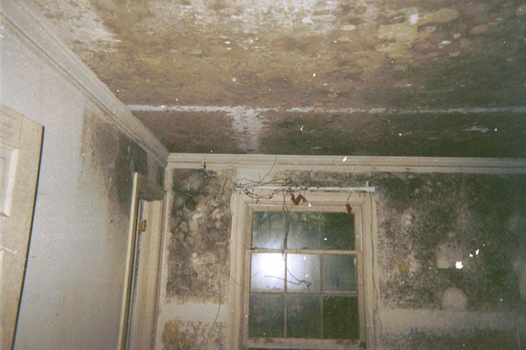 Mold Damage