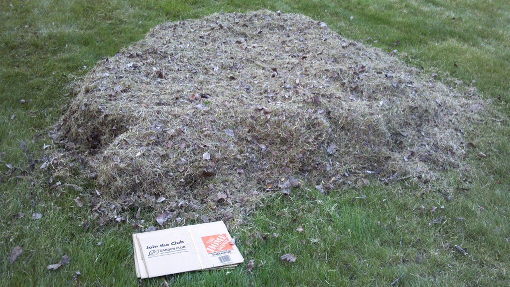 Not dethatching when your really need it