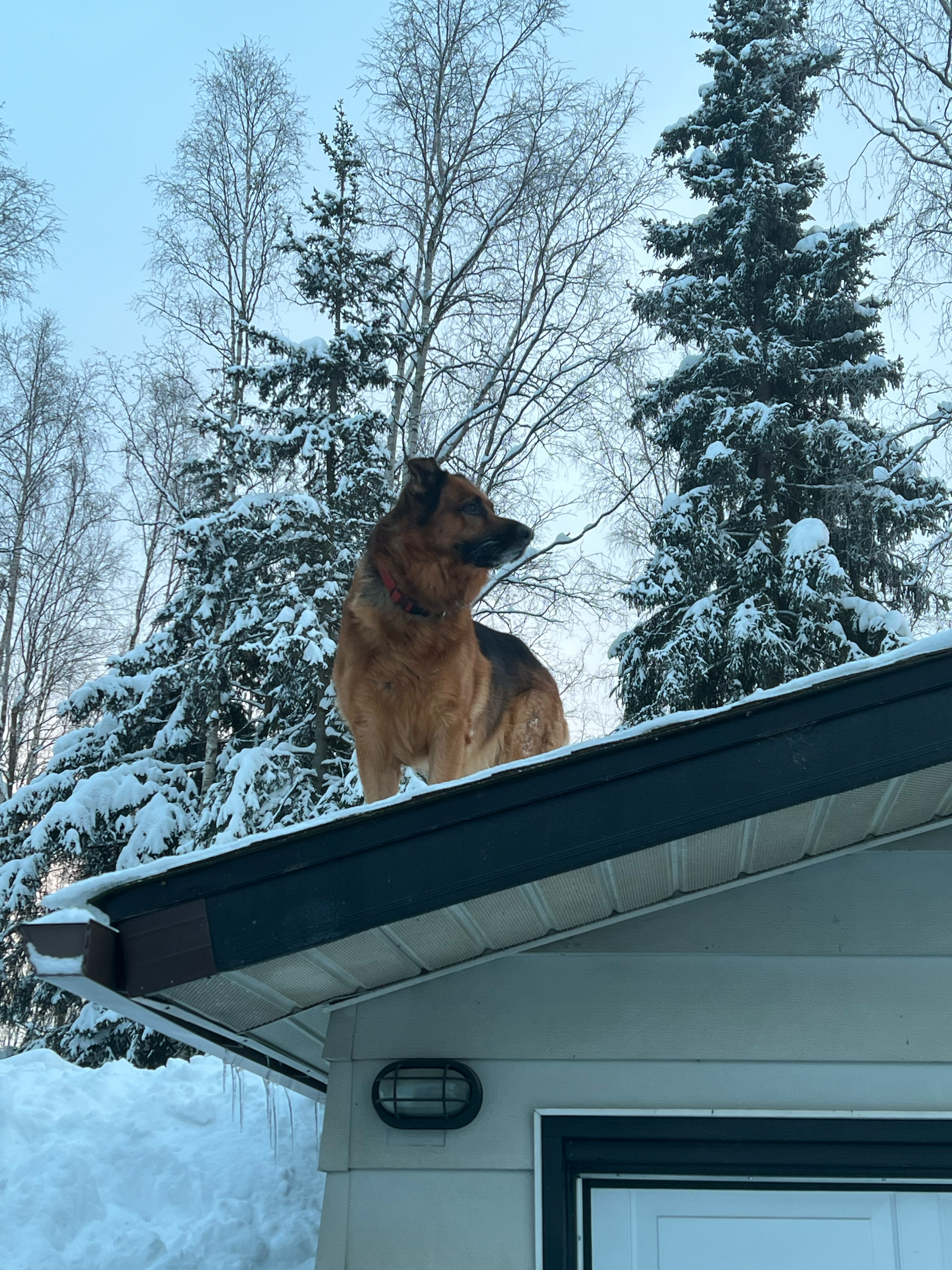 Avatar for 907 Services