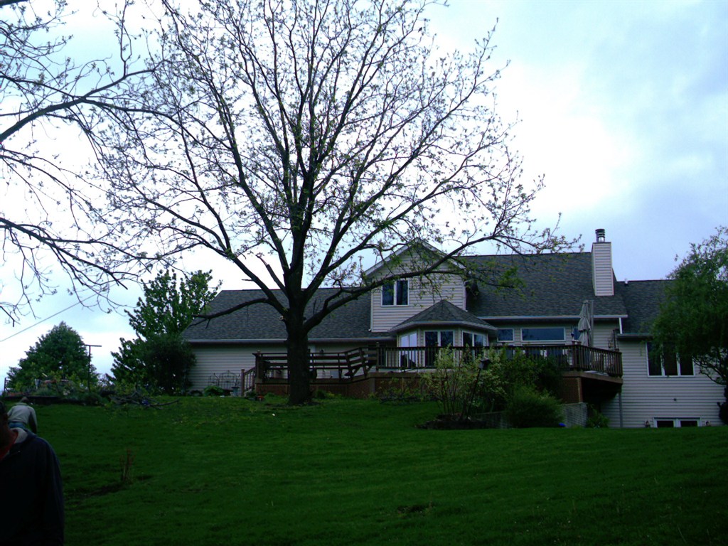 Walnut tree before