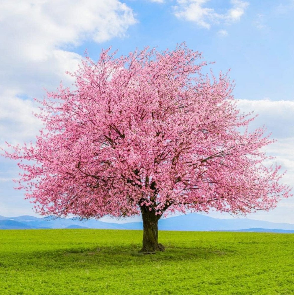 Avatar for Franco Landscape