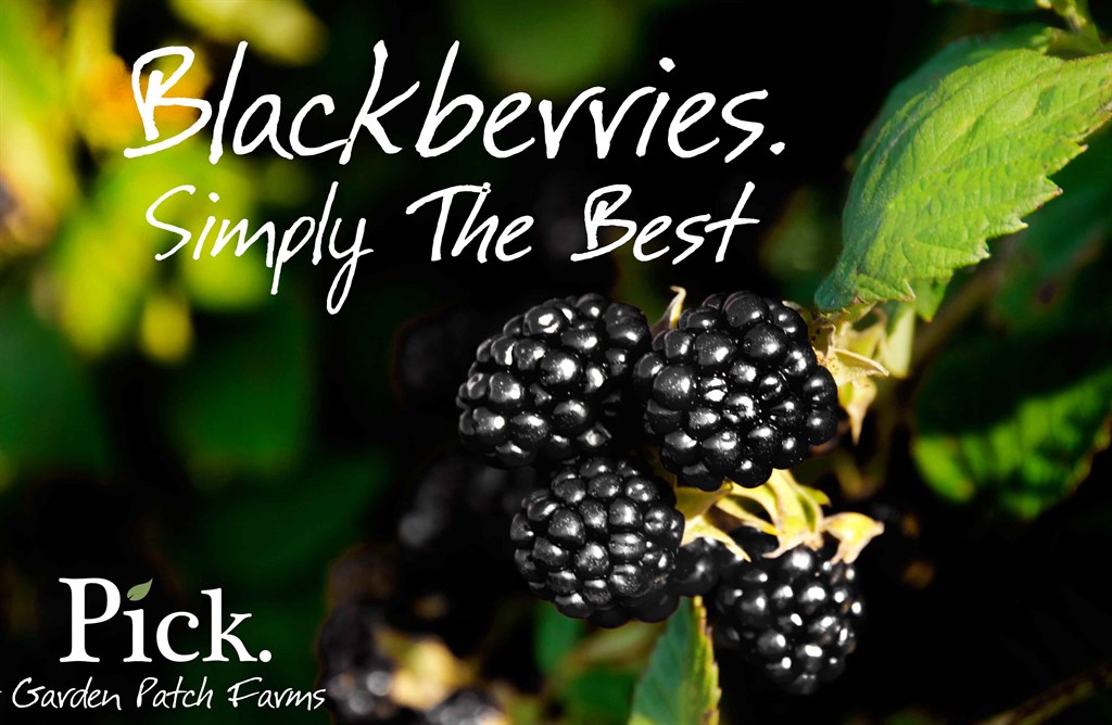 Home Grown Blackberries