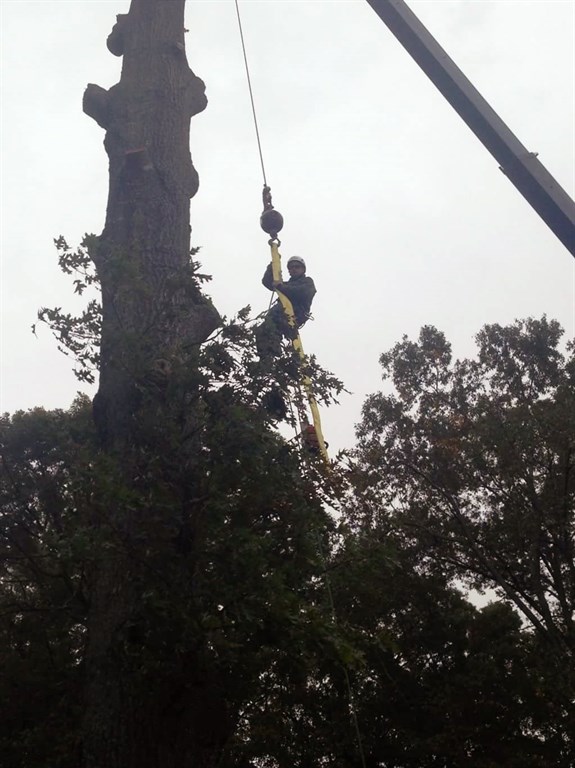 Crane Assisted Tree Removal