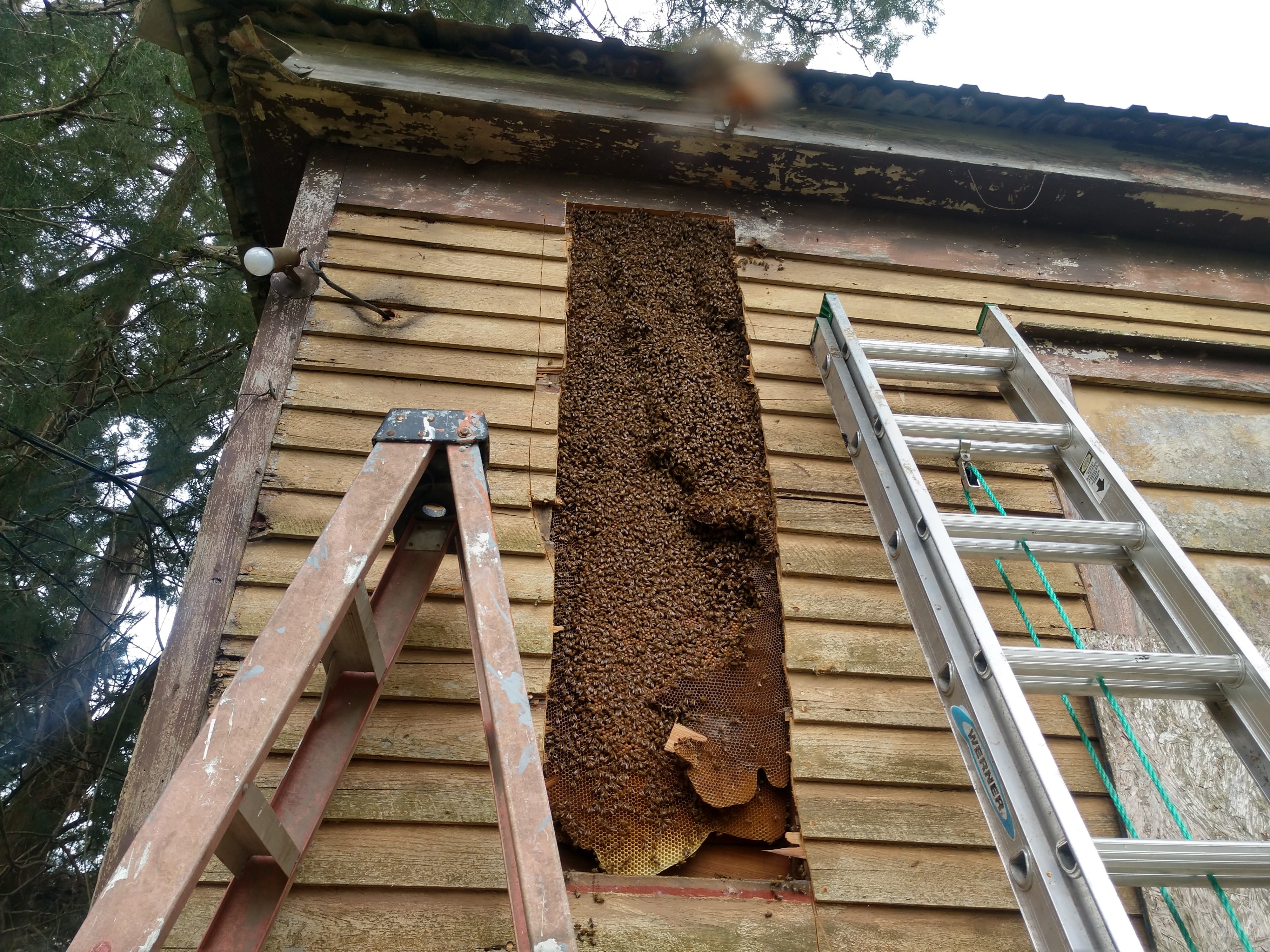 Avatar for cg's bees