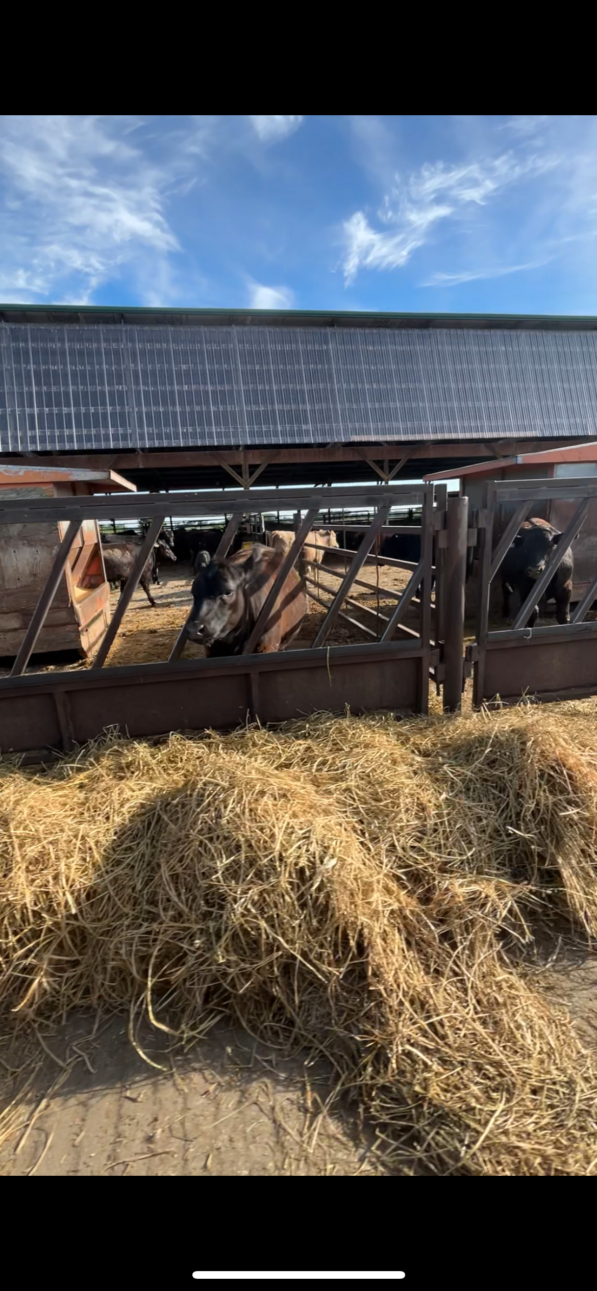 Menth Snow Removal logo