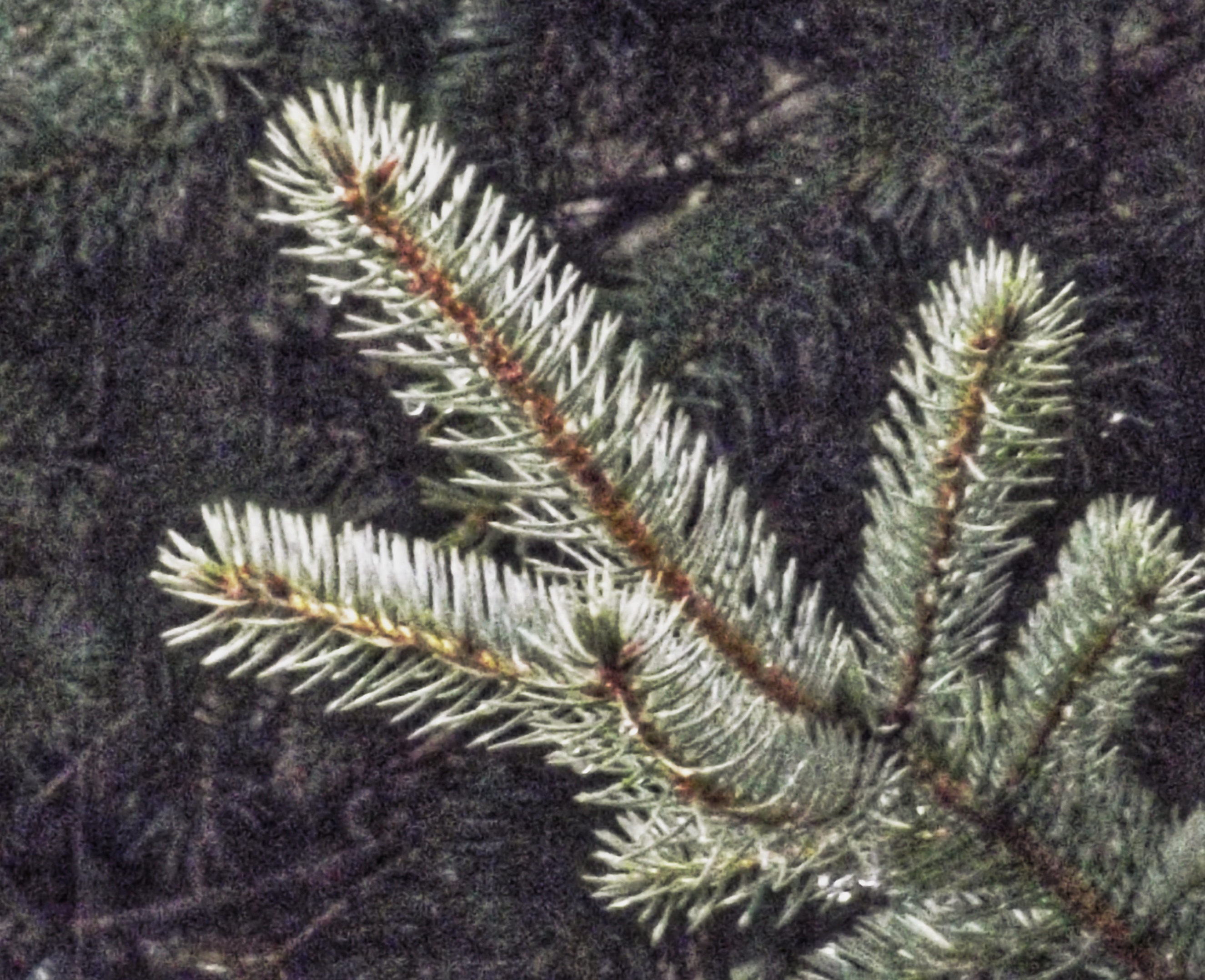 Avatar for Kizzire Brothers