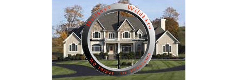 Avatar for Bullseye wildlife and home repairs we target prob