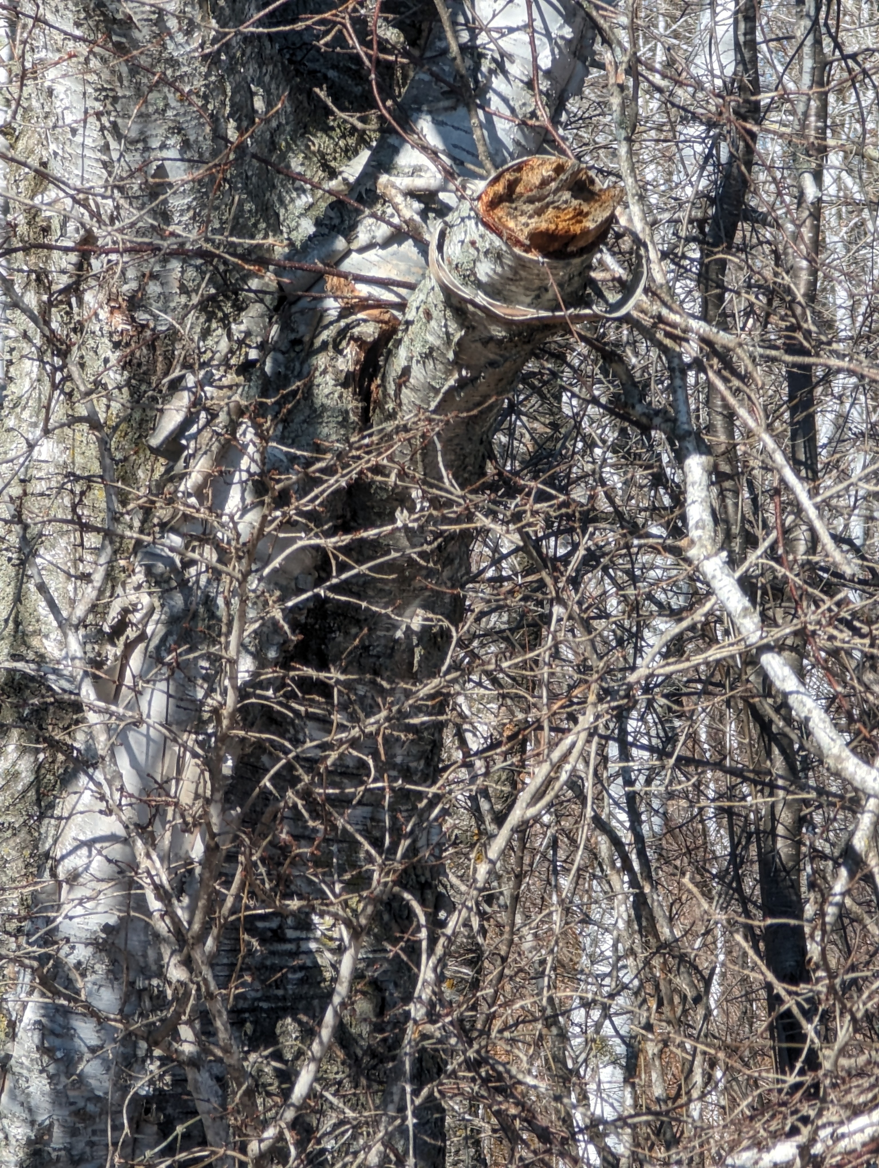 Avatar for Rustic renovations