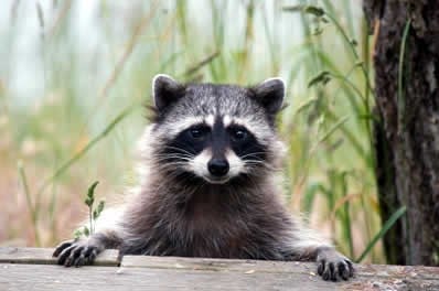 Avatar for Aaalpha Wildlife Home Inspection