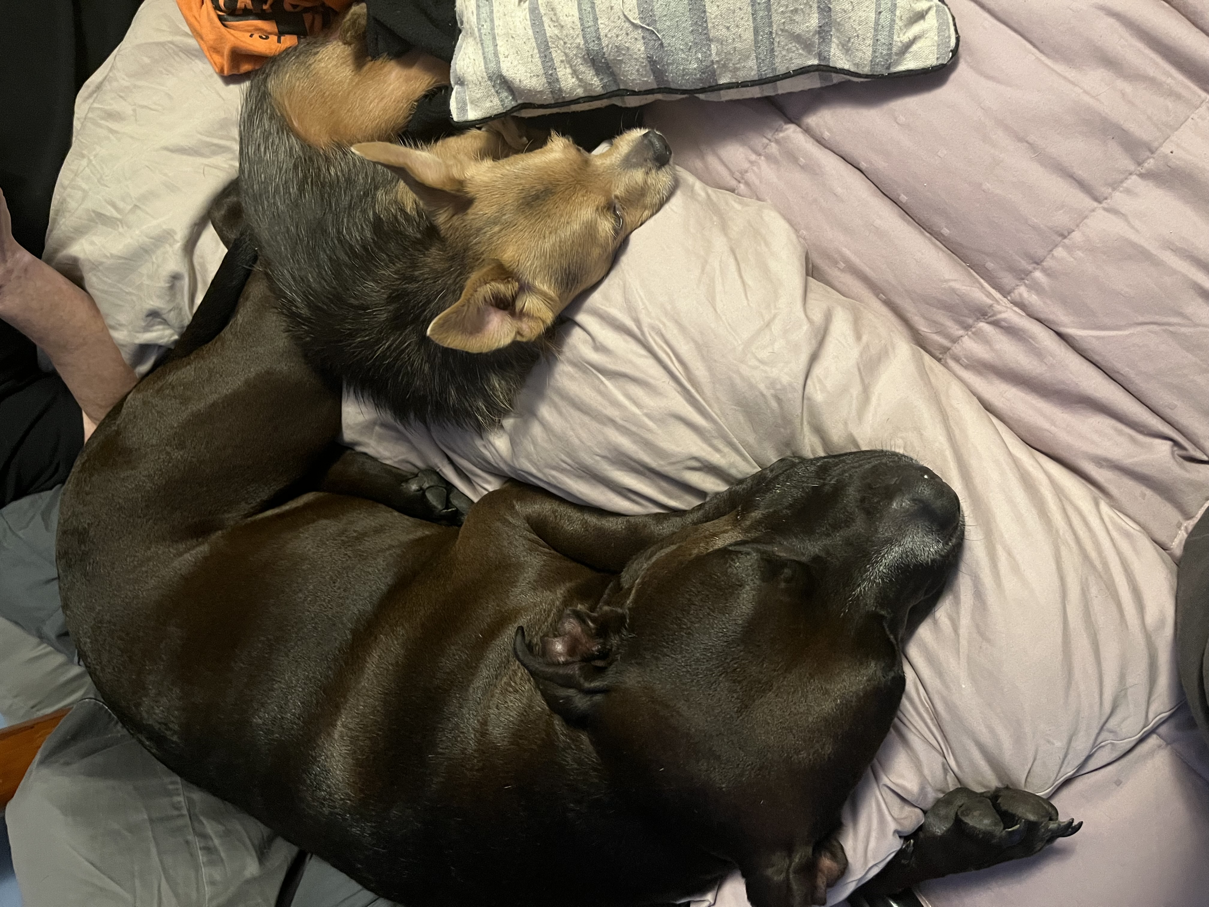 Avatar for Titi’s Tidy Temples