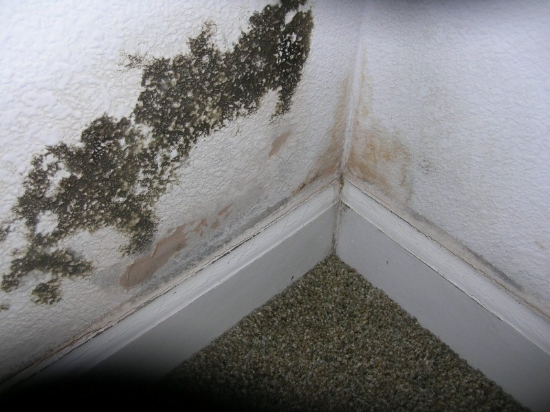 Mold Damage
