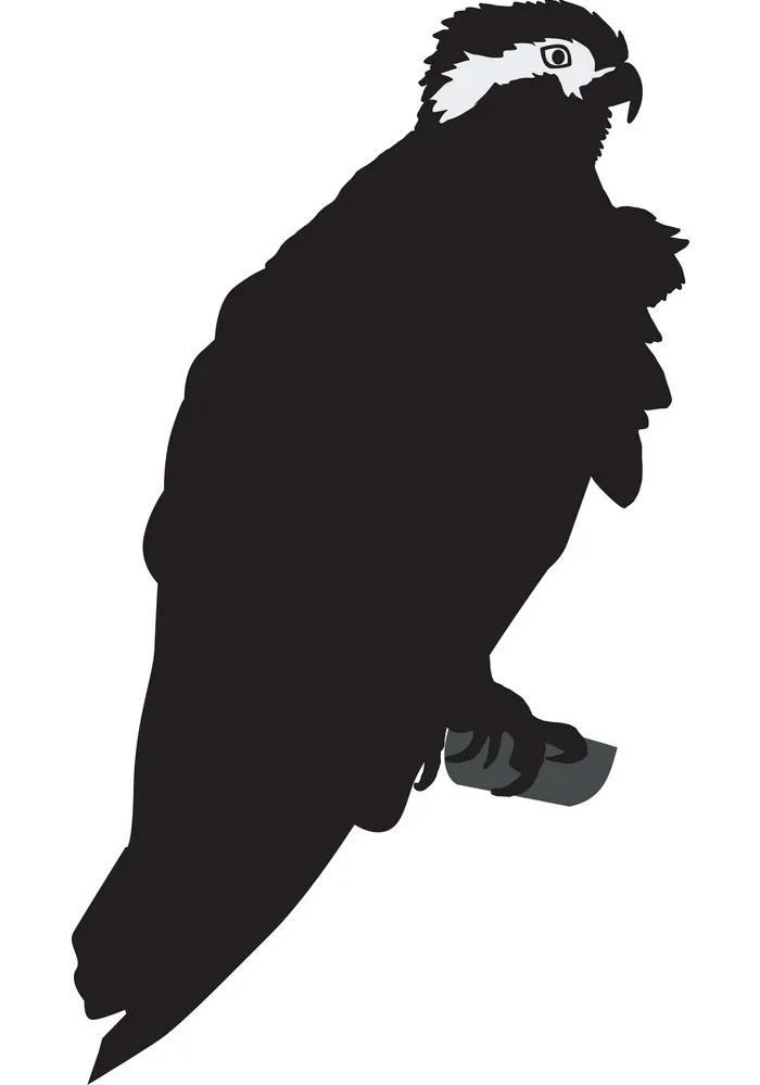 Avatar for Osprey Painting