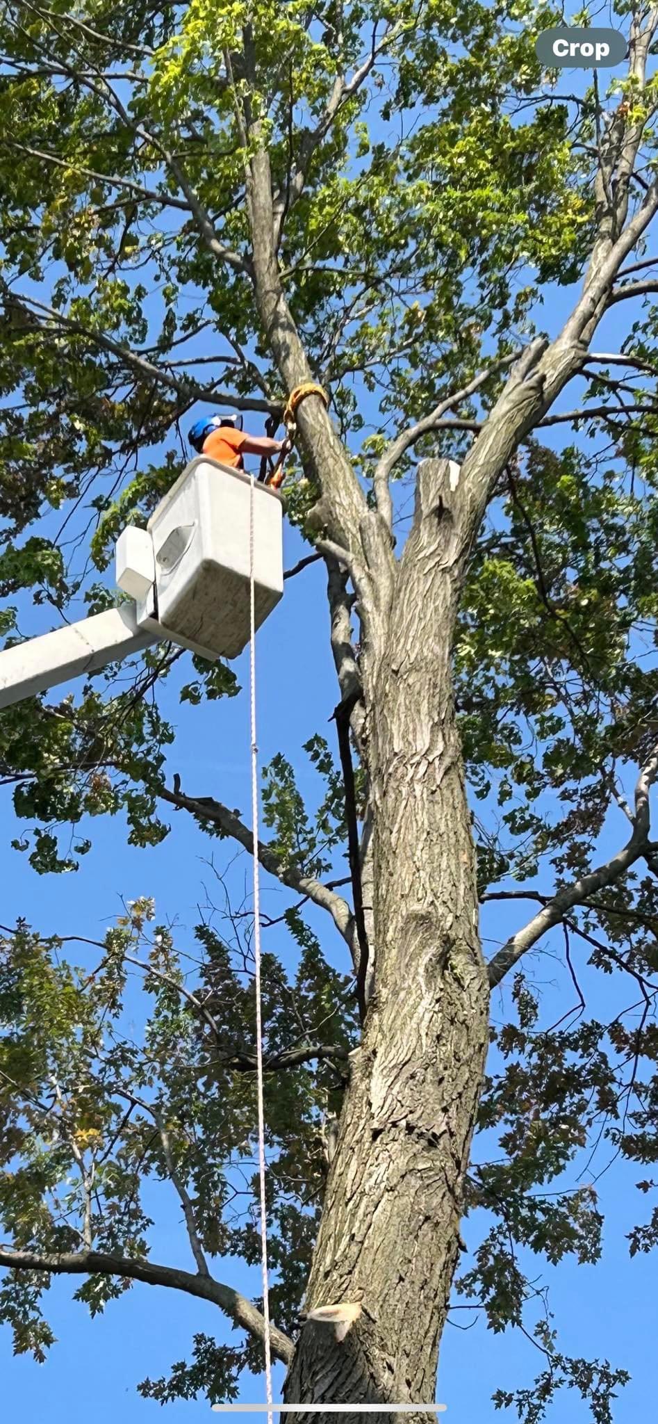 Avatar for Sheps tree service