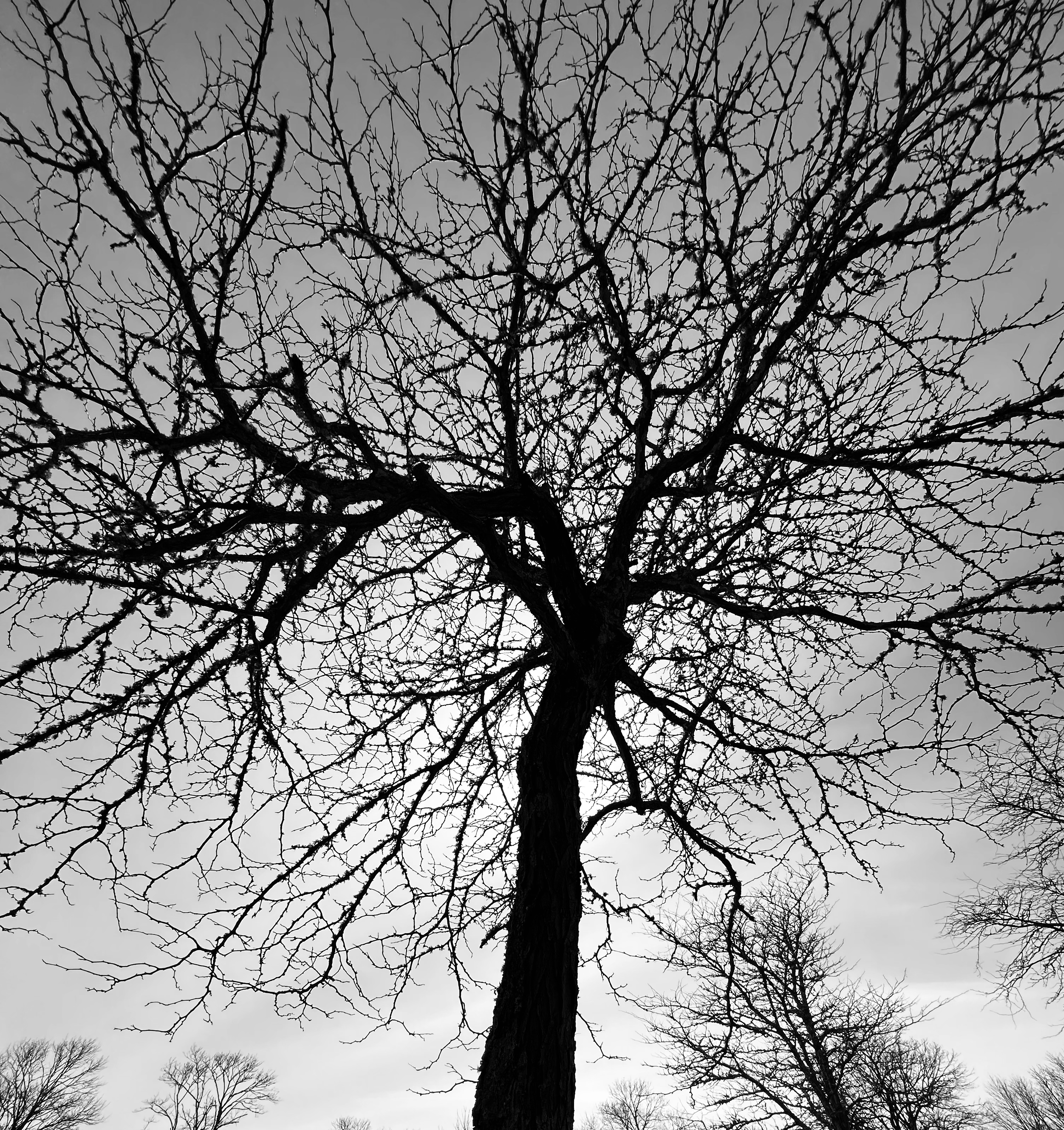 Avatar for Limulus Home Services