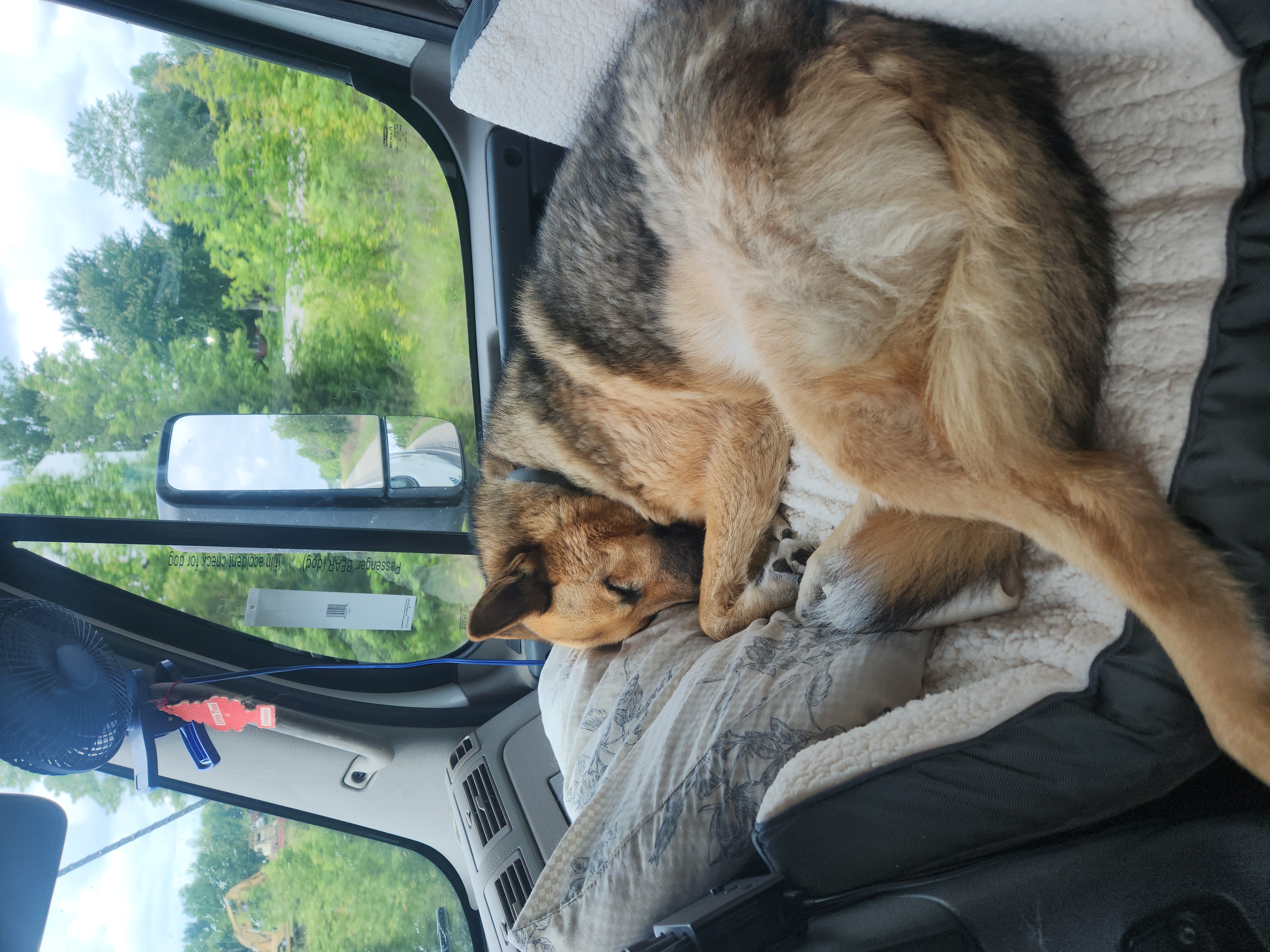 Avatar for Bill and Bear transport